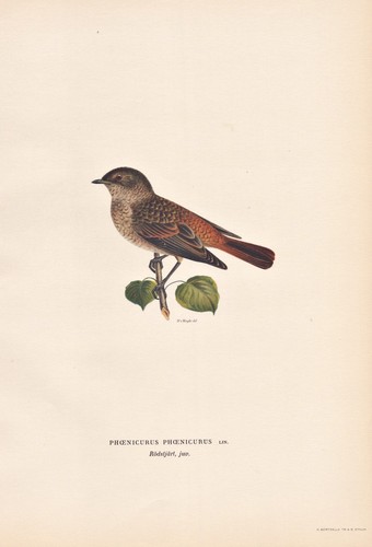Gartenrotschwanz redstart