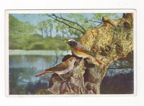 548 sammelbild vögel - sammelbild,