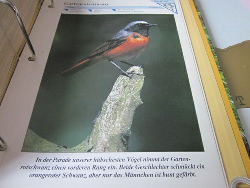 Tierbilder gruppe k197 - tierbilder,