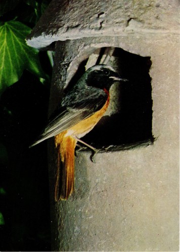Alte postkarte - alte,