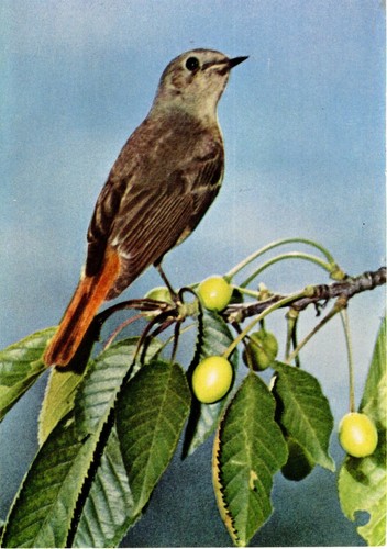 Alte postkarte - alte,