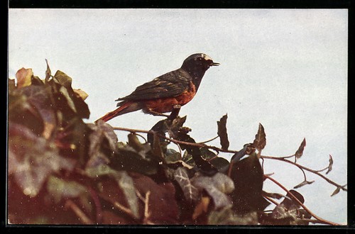Gartenrotschwanz singvogel - gartenrotschwanz,,