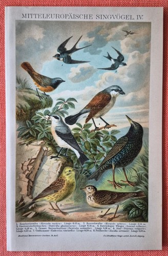 Singvögel goldammer star - singvögel,