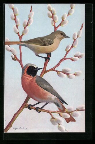 Künstler gartenrotschwanz - künstler-ak,