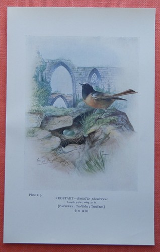 Gartenrotschwanz phoenicurus - gartenrotschwanz,