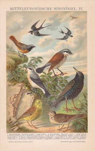 Singvögel schwalbe star - singvÖgel,