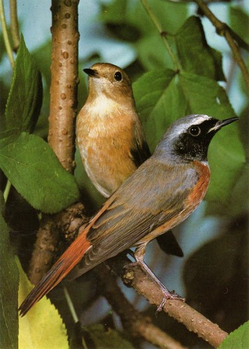 Vogel gartenrotschwanz - vogel, (27)