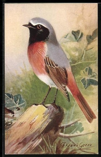 Künstler redstart - künstler-ak,