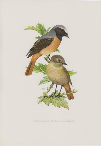 Gartenrotschwanz phoenicurus - gartenrotschwanz, (phoenicurus
