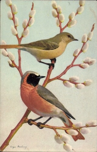 Künstler phoenicurus - künstler, ak