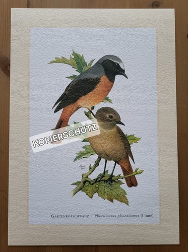 Gartenrotschwanz vogel - gartenrotschwanz,,