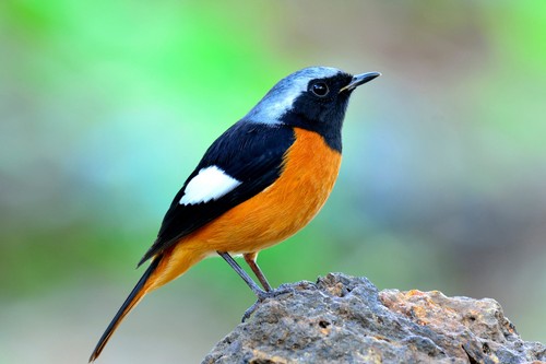 Wandbild schöner vogel - schöner,