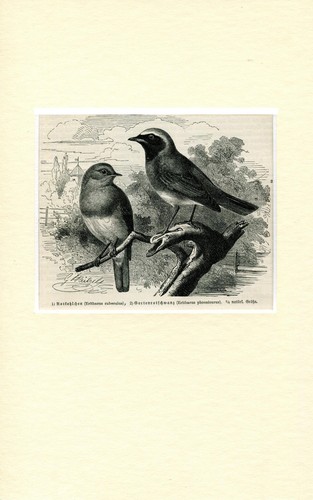 Rotkehlchen erithacus - "rotkehlchen, (erithacus