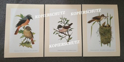 3er set kunstdrucke - kunstdrucke,