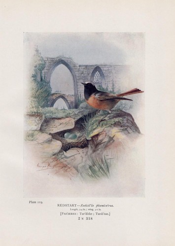 Gartenrotschwanz phoenicurus - gartenrotschwanz,