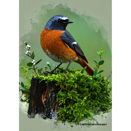 Postkarte vogel - postkarte,